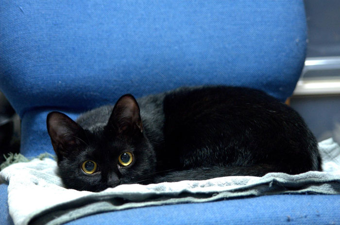 Black cat with wide eyes lying on a blanket on a blue chair, illustrating stealing wrong cat concept for paying bills. Black cat with wide eyes lying on a blanket on a blue chair, illustrating stealing wrong cat concept for paying bills.