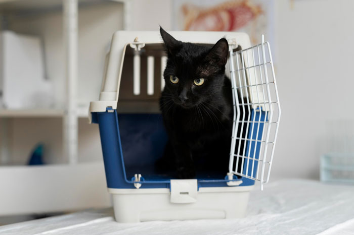 Black cat emerging from a pet carrier, illustrating issues related to stealing wrong cat and paying bills. Black cat emerging from a pet carrier, illustrating issues related to stealing wrong cat and paying bills.