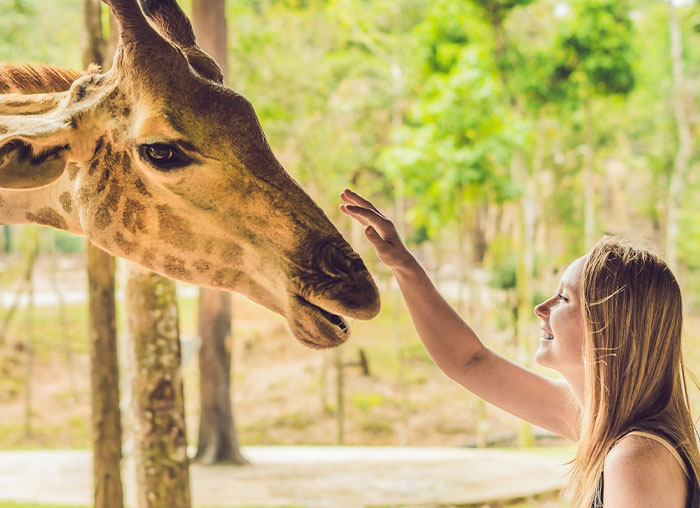 Young woman reaching out to touch a giraffe outdoors, illustrating a natural moment related to the mammalian dive reflex concept.