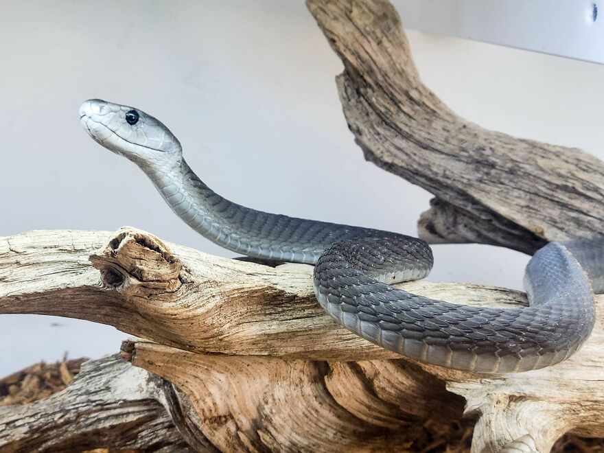 Black snake coiled on dry branches, illustrating nature's most formidable predators in a natural setting.