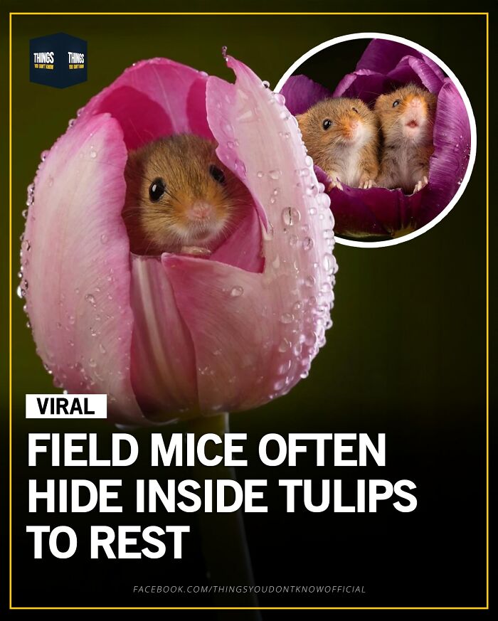 Field mice hiding inside tulips to rest, a compelling fact perfect for conversation starters at a dinner party.