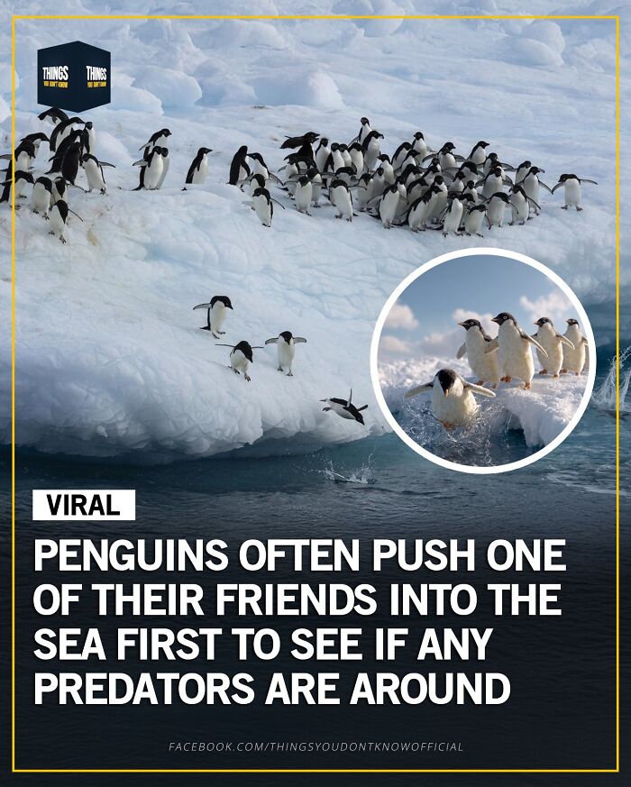 A group of penguins on ice demonstrating a behavior that makes great conversation starters at a dinner party.