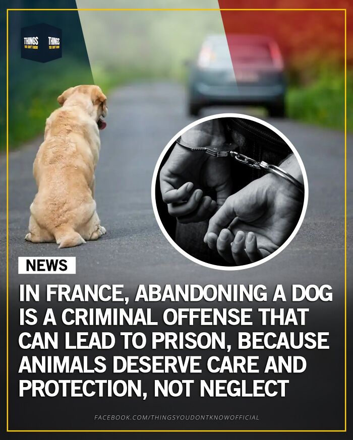 Abandoning a dog in France is a criminal offense leading to prison, highlighting compelling facts and stories for conversation starters.