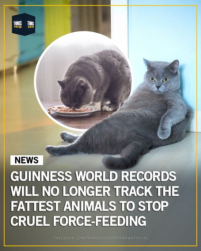 Gray cat lounging against a wall with an inset of a cat eating, highlighting compelling facts and stories for conversation starters.