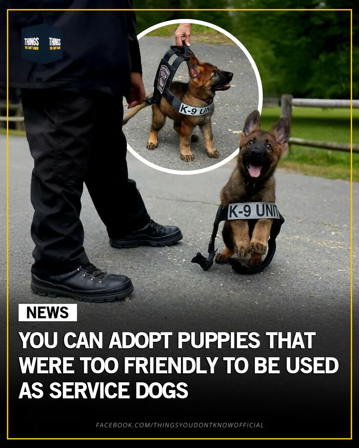 Friendly puppies that were too sociable to be service dogs available for adoption, great conversation starters at a dinner party.