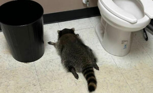 “Kept Drunk Texting His Ex”: Drunk Raccoon Found In Store Bathroom, Sparks Hilarious Reactions