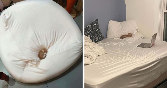 54 Tiny Cats In Big Rooms Looking Way Too Precious For This World