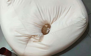 50 Tiny Cats In Big Rooms Looking Way Too Precious For This World