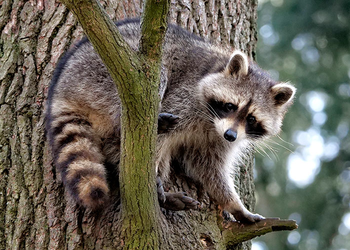 Raccoon climbing a tree trunk in a natural setting, illustrating interesting today I learned facts about wildlife.