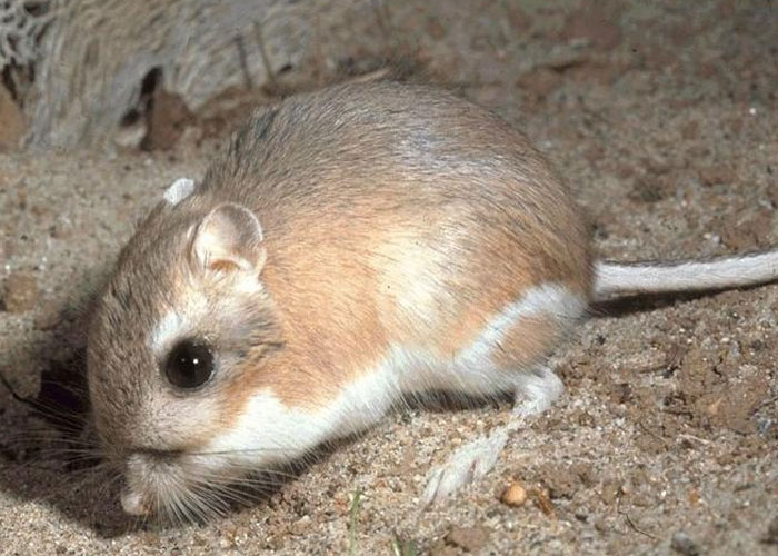 Small desert rodent on sandy ground, illustrating interesting today I learned facts about unusual animals.