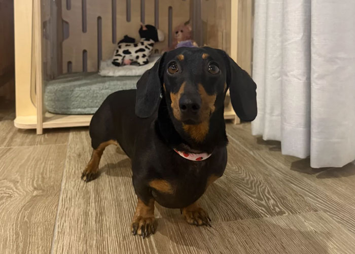 Dachshund dog standing on wooden floor near a pet bed with stuffed toys, showcasing interesting today I learned facts.