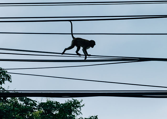 Monkey walking on power lines above trees in an urban setting, illustrating interesting today I learned facts.