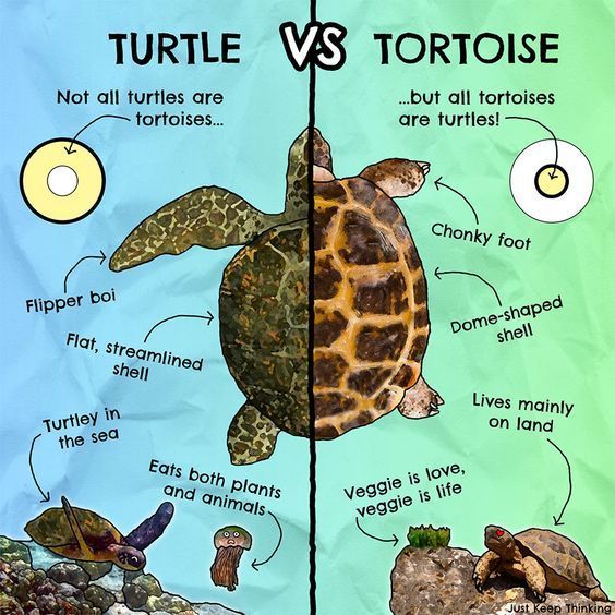 turtle-vs-tortoise-694fe7ab3e2d2.jpg