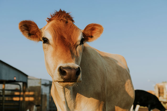 Close-up of a cow outdoors in sunlight, illustrating strange excuses including a chinchilla eating her wallet for missing work.