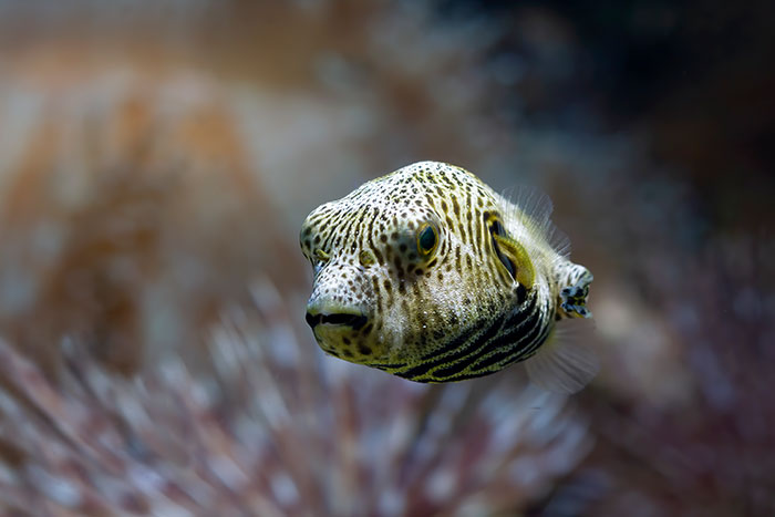 Close-up of a spotted pufferfish in an underwater setting with blurred coral in the background.