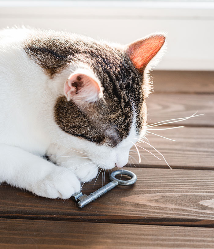 Cat sniffing a vintage key on wooden floor, illustrating unusual excuses for missing work like chinchilla ate her wallet.