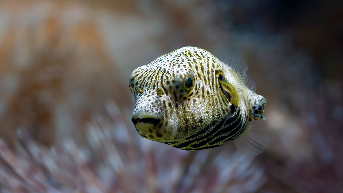 Close-up of a pufferfish underwater with patterns on its body, illustrating strange excuses for missing work.