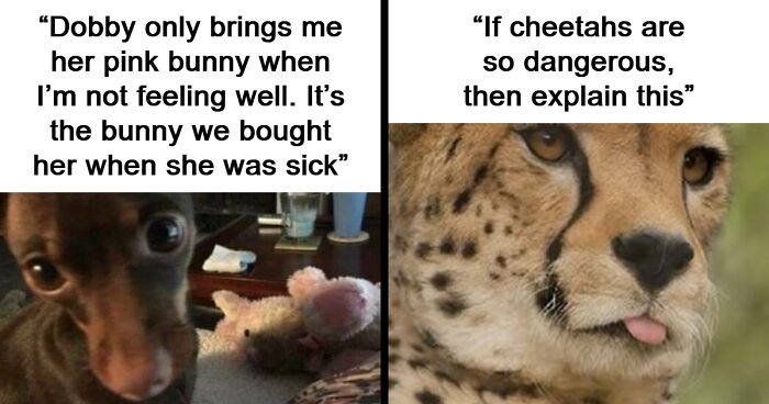 If You’re Not In A Festive Mood, These 103 Cute And Funny Animals Might Brighten Your Day