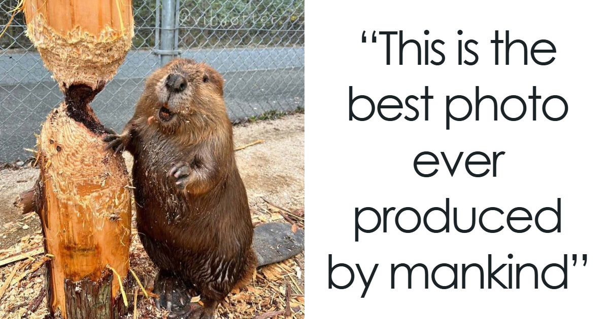 If You're Not In A Festive Mood, These 103 Cute And Funny Animals Might Brighten Your Day