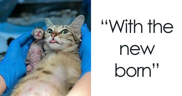 If You’re Not In A Festive Mood, These 103 Cute And Funny Animals Might Brighten Your Day