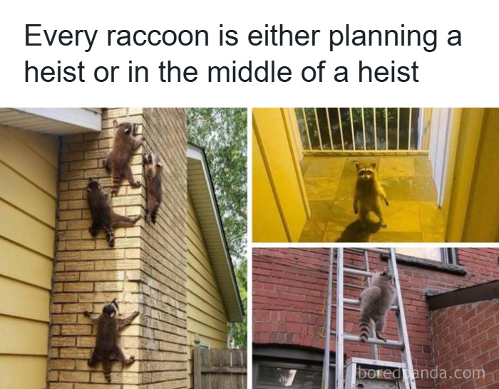 Multiple raccoons climbing walls and ladders, capturing funny and wholesome animals moments to cleanse your feed.