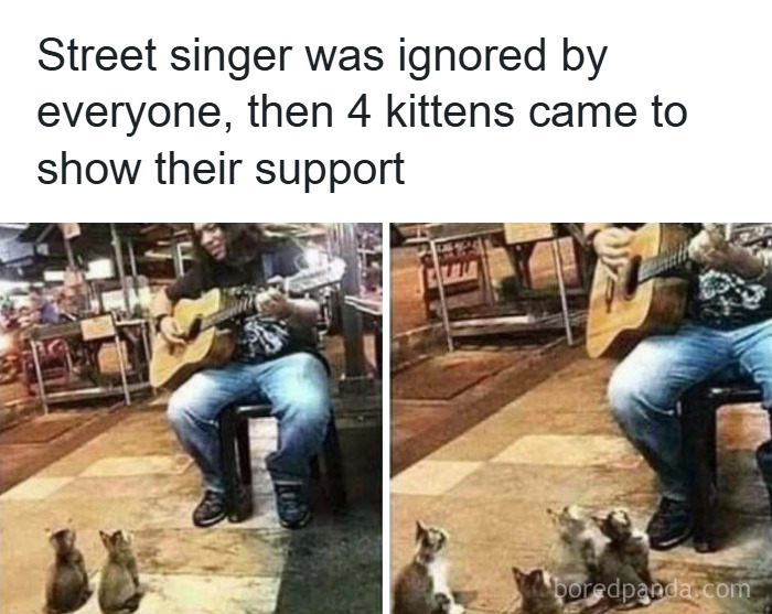 Street singer playing guitar with four kittens sitting nearby, showing funny and wholesome animal support.