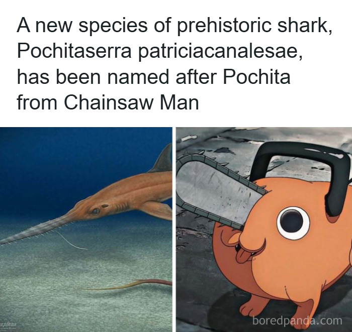 Illustration of a new prehistoric shark species named after a character, alongside a cartoon chainsaw dog from Chainsaw Man.