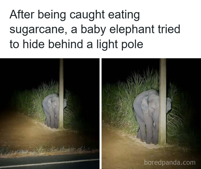 Baby elephant caught eating sugarcane tries to hide behind a light pole in a funny and wholesome animal moment.