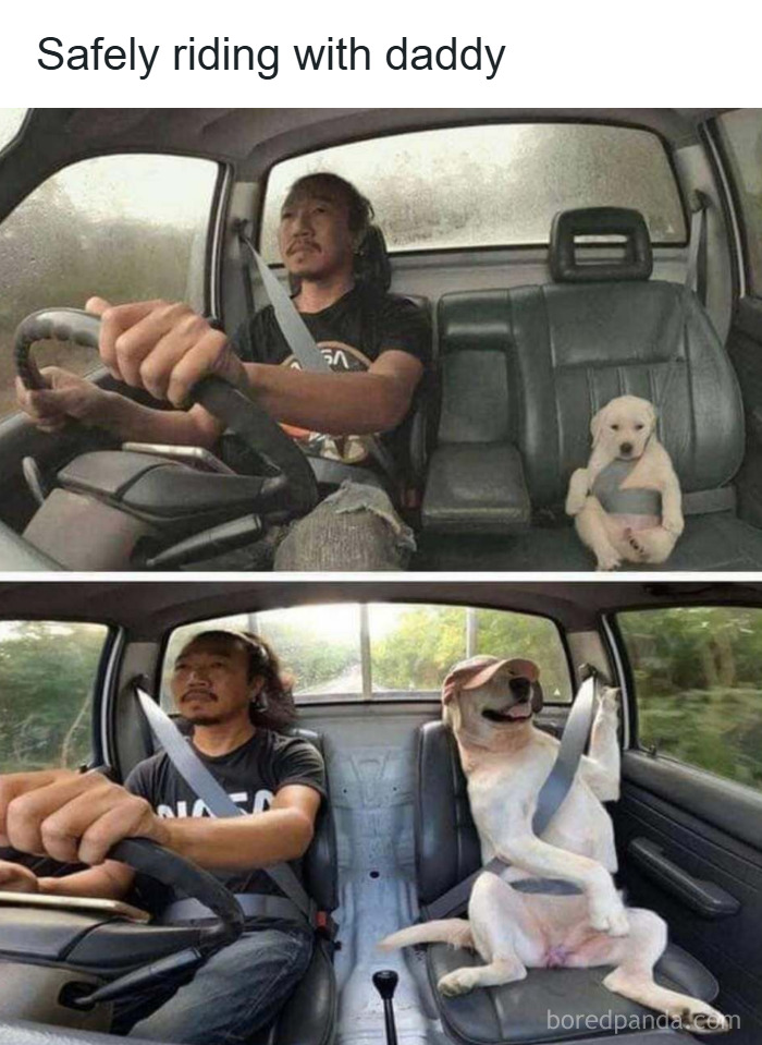 Man safely driving with a dog and puppy wearing seatbelts, showing funny and wholesome animal moments to cleanse your feed.