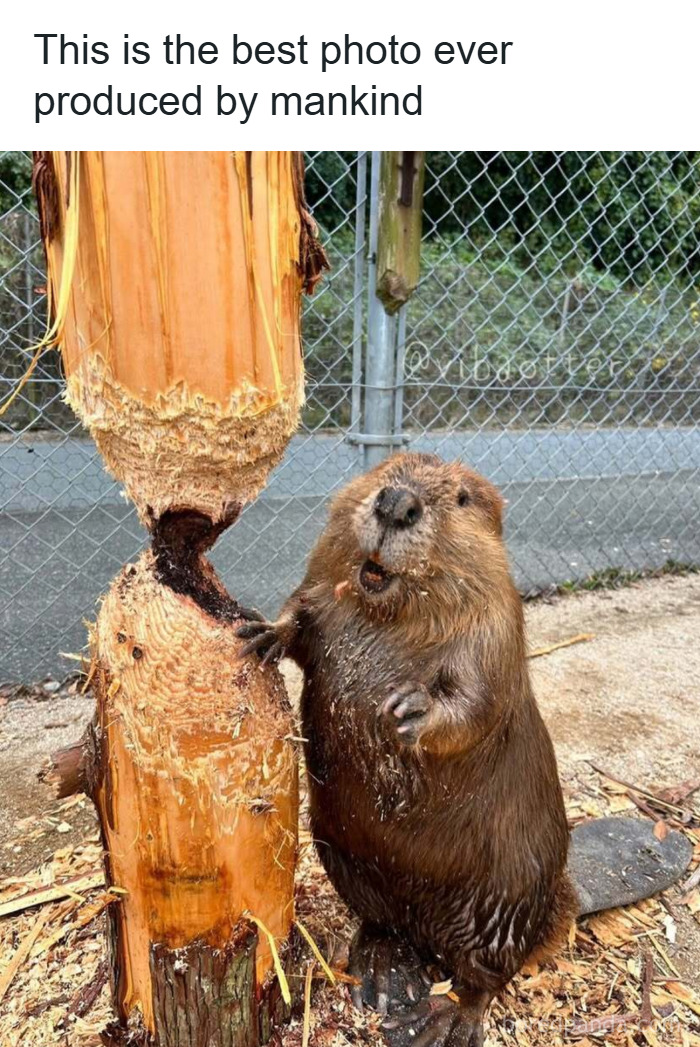 Beaver gnawing on a tree trunk, showcasing funny and wholesome animals to cleanse your feed in an outdoor setting.