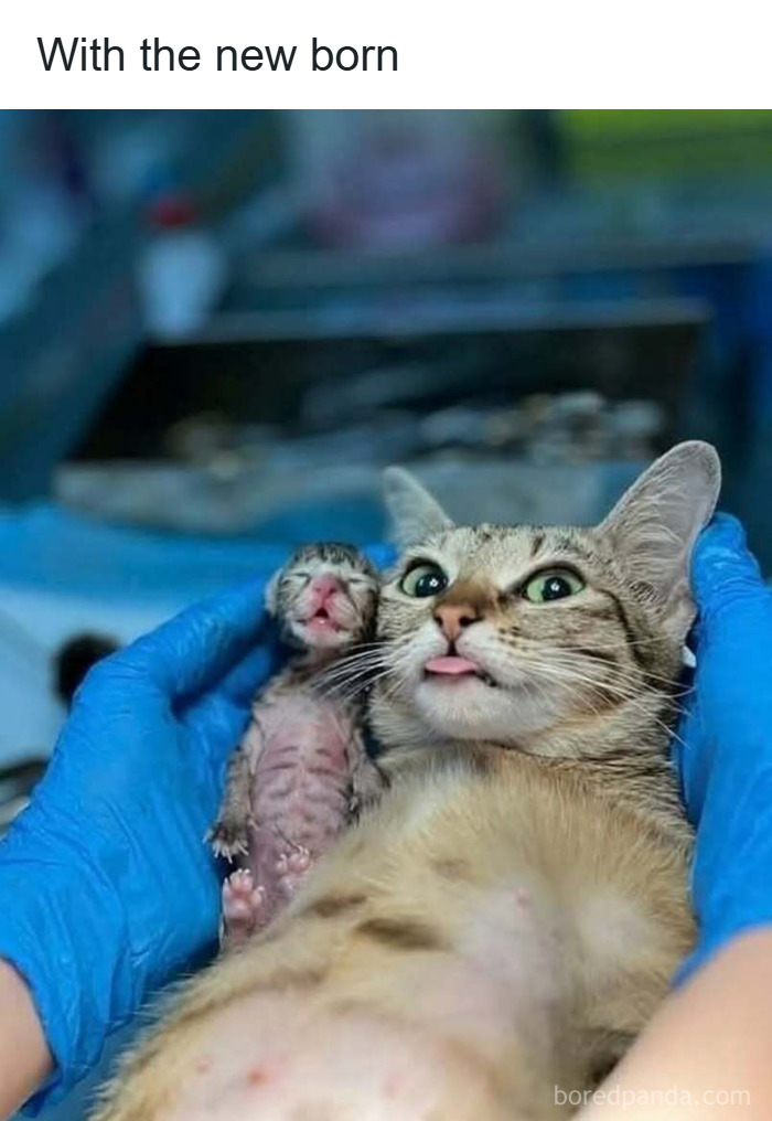 Newborn kitten held by gloved hands next to a mother cat with a funny expression in a wholesome animal moment.