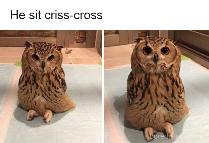 Owl sitting criss-cross with folded legs in a funny and wholesome animal post to cleanse your feed.