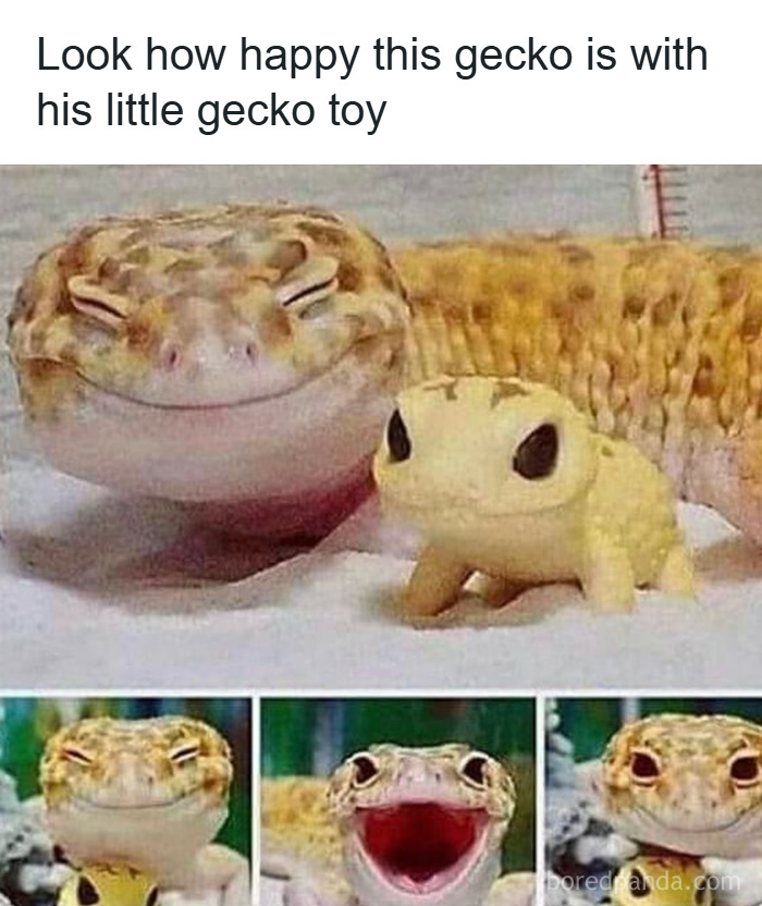 Smiling gecko with a little gecko toy, showcasing funny and wholesome animals to cleanse your feed.