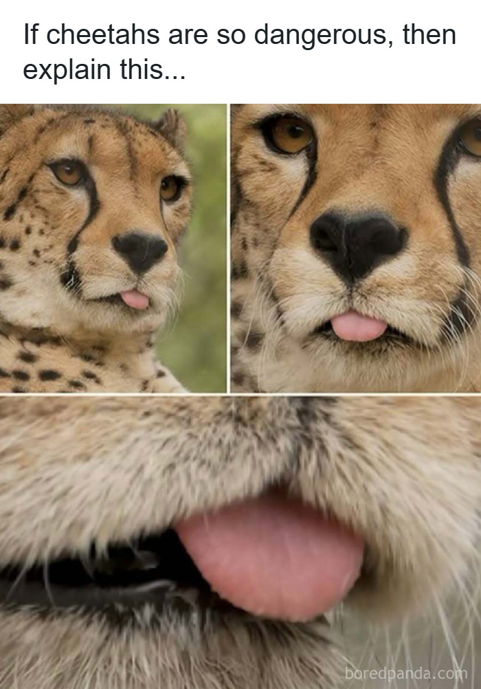 Close-up images of a cheetah playfully sticking out its tongue in a funny and wholesome animal moment.