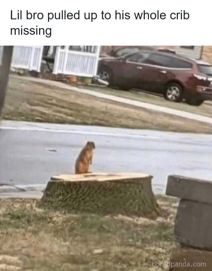 Small animal sitting on a large tree stump in a neighborhood, showcasing funny and wholesome animal moments to cleanse your feed.
