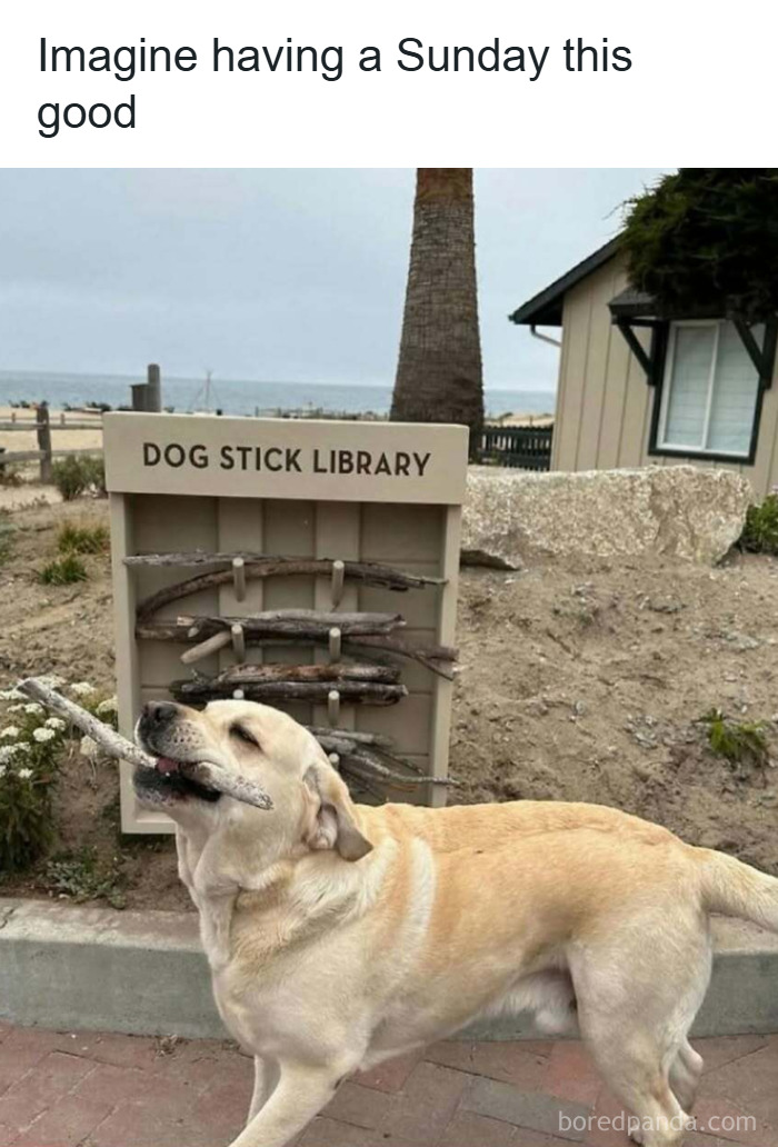 Happy dog carrying a stick in front of a dog stick library, a funny and wholesome animal moment to brighten your feed.