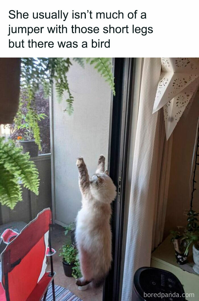 Cat stretching up by a window trying to catch a bird, cheerful memes about wasting time online with pets.