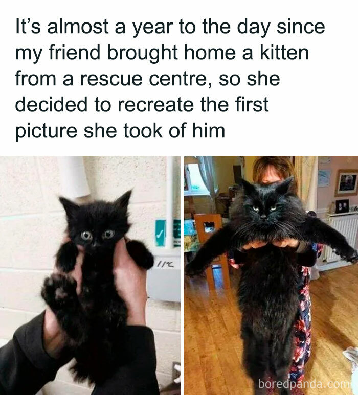 Recreated cheerful meme showing a black kitten growing into a large cat, highlighting fun online time.