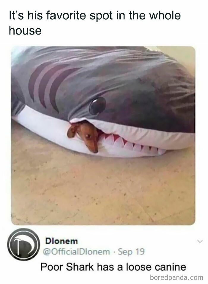 Small dog resting inside a shark-shaped cushion, featured in cheerful memes about enjoying time online.