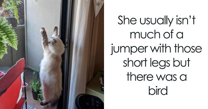 67 Cheerful Memes That Don’t Make You Feel Bad For Wasting Your Time Online (New Pics)