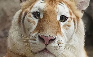 92 Wholesome Facts That You Probably Didn’t Know But Should