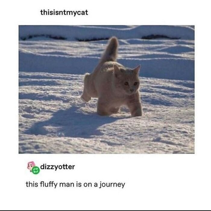 Fluffy cat walking through snow with soft light and shadows, sweet and wholesome pics to cleanse your feed.