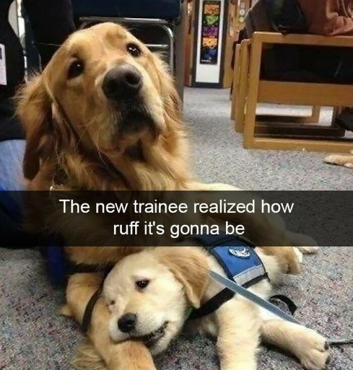 Golden retriever and puppy in a training setting, highlighting sweet and wholesome pics to cleanse your feed.