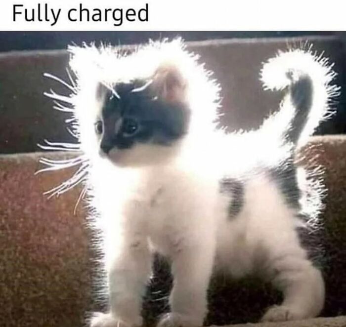 Kitten with fur standing on end from static electricity in a sweet and wholesome pic to cleanse your feed.