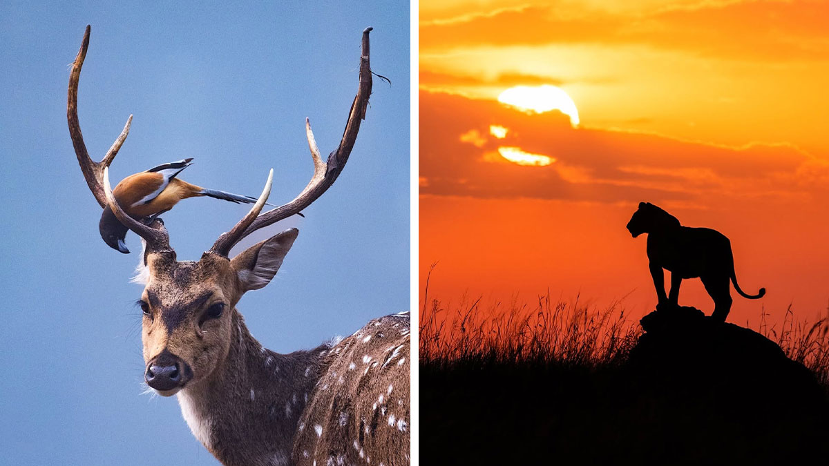 Deer with bird on antlers and lion silhouette at sunset showcasing African wildlife photography moments.