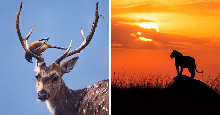 41 Times This Photographer Was At The Right Place At The Right Moment In The Wild