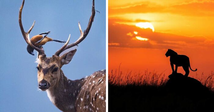 41 Times This Photographer Was At The Right Place At The Right Moment In The Wild