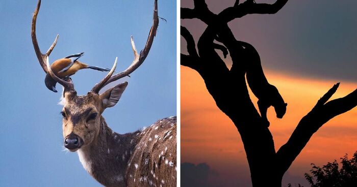 41 Times This Photographer Was At The Right Place At The Right Moment In The Wild