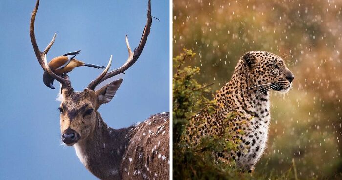 41 Times This Photographer Was At The Right Place At The Right Moment In The Wild