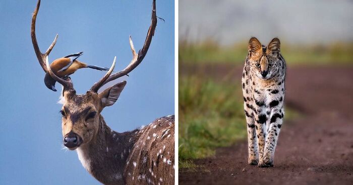 41 Times This Photographer Was At The Right Place At The Right Moment In The Wild